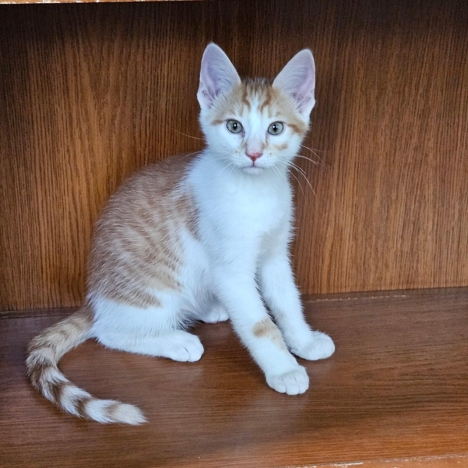 Simba, ADOPTABLE, Kitten Male Domestic Short Hair.
