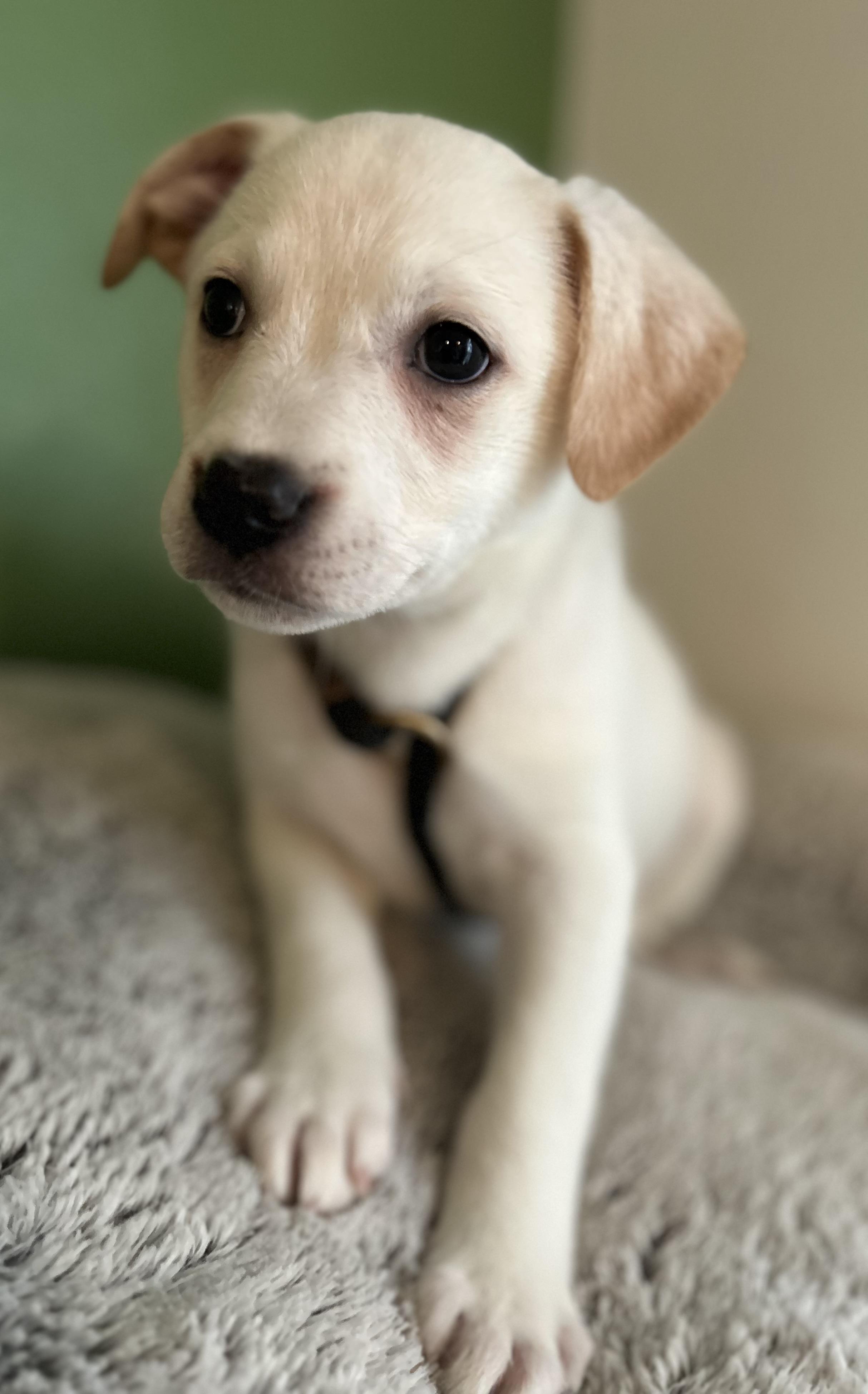 Cindy Loy, ADOPTABLE, Puppy Female Chihuahua.