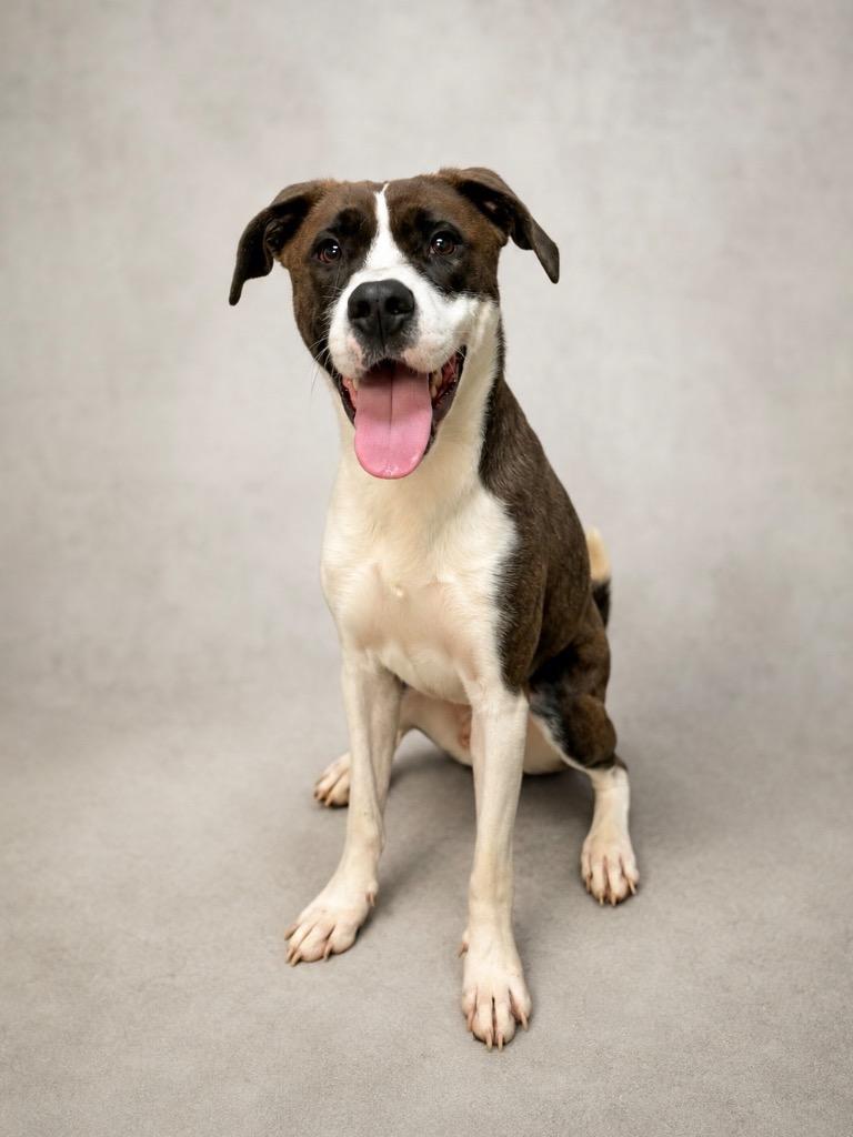 Dadgum It, Adoptable, Young Male Mixed Breed.