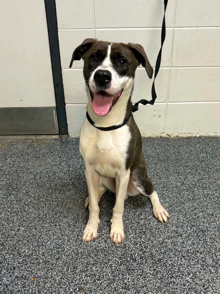 Enlarge Dadgum It, a Adoptable mixed breed in Tifton, GA image 2/6