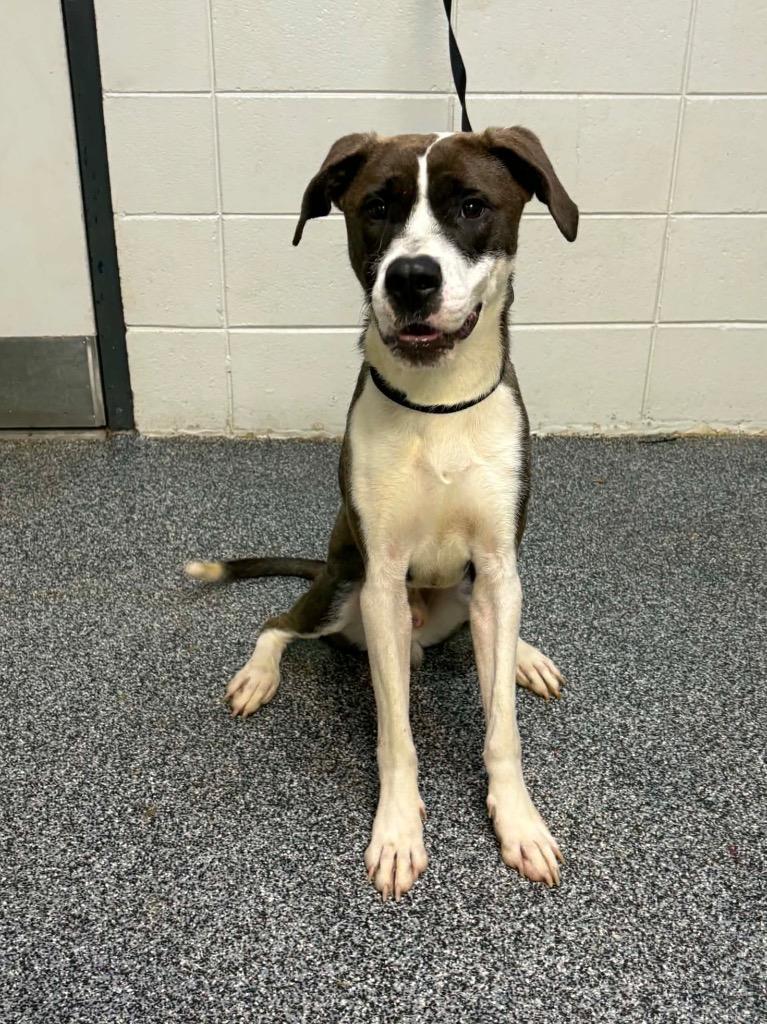 Enlarge Dadgum It, a Adoptable mixed breed in Tifton, GA image 3/6