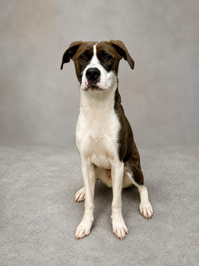 Enlarge Dadgum It, a Adoptable mixed breed in Tifton, GA image 4/6