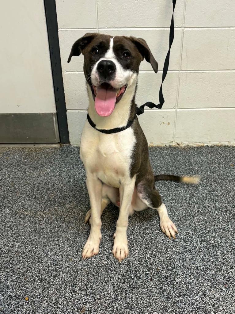Enlarge Dadgum It, a Adoptable mixed breed in Tifton, GA image 5/6