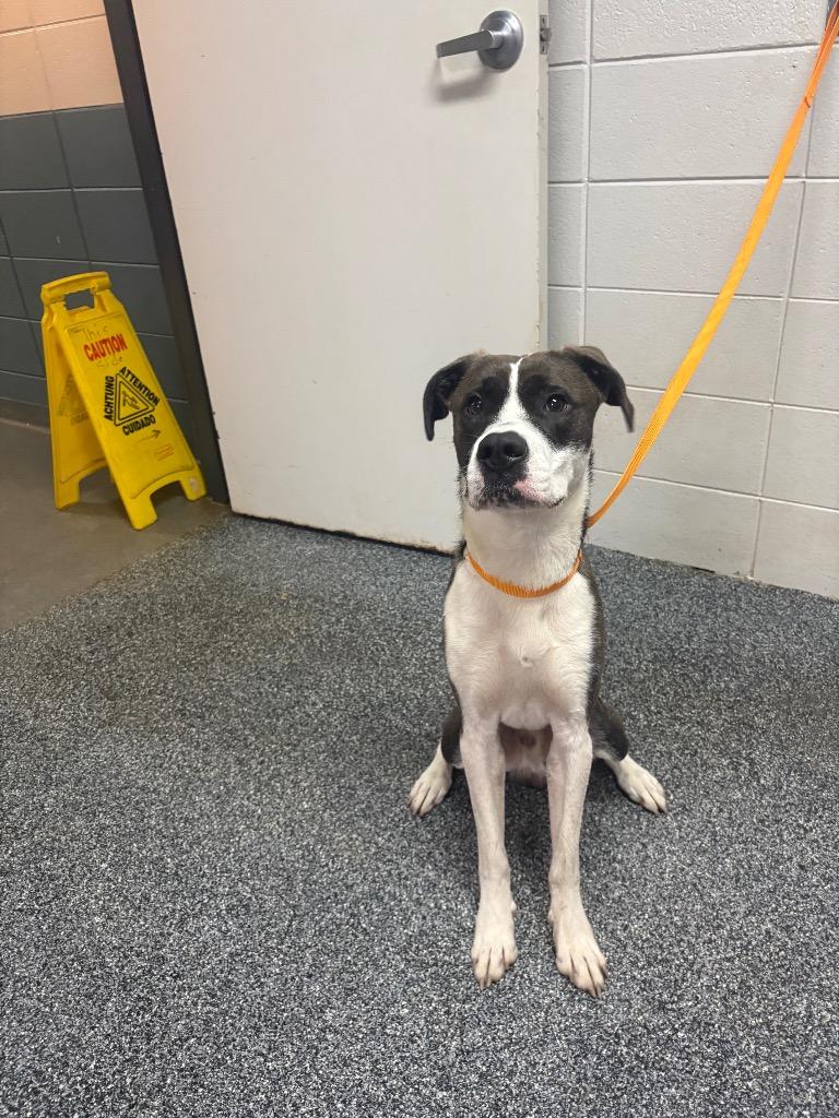Enlarge Dadgum It, a Adoptable mixed breed in Tifton, GA image 6/6
