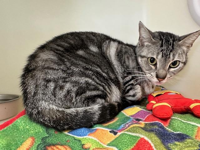 SILVERFISH, Adoptable, Young Female Domestic Short Hair.