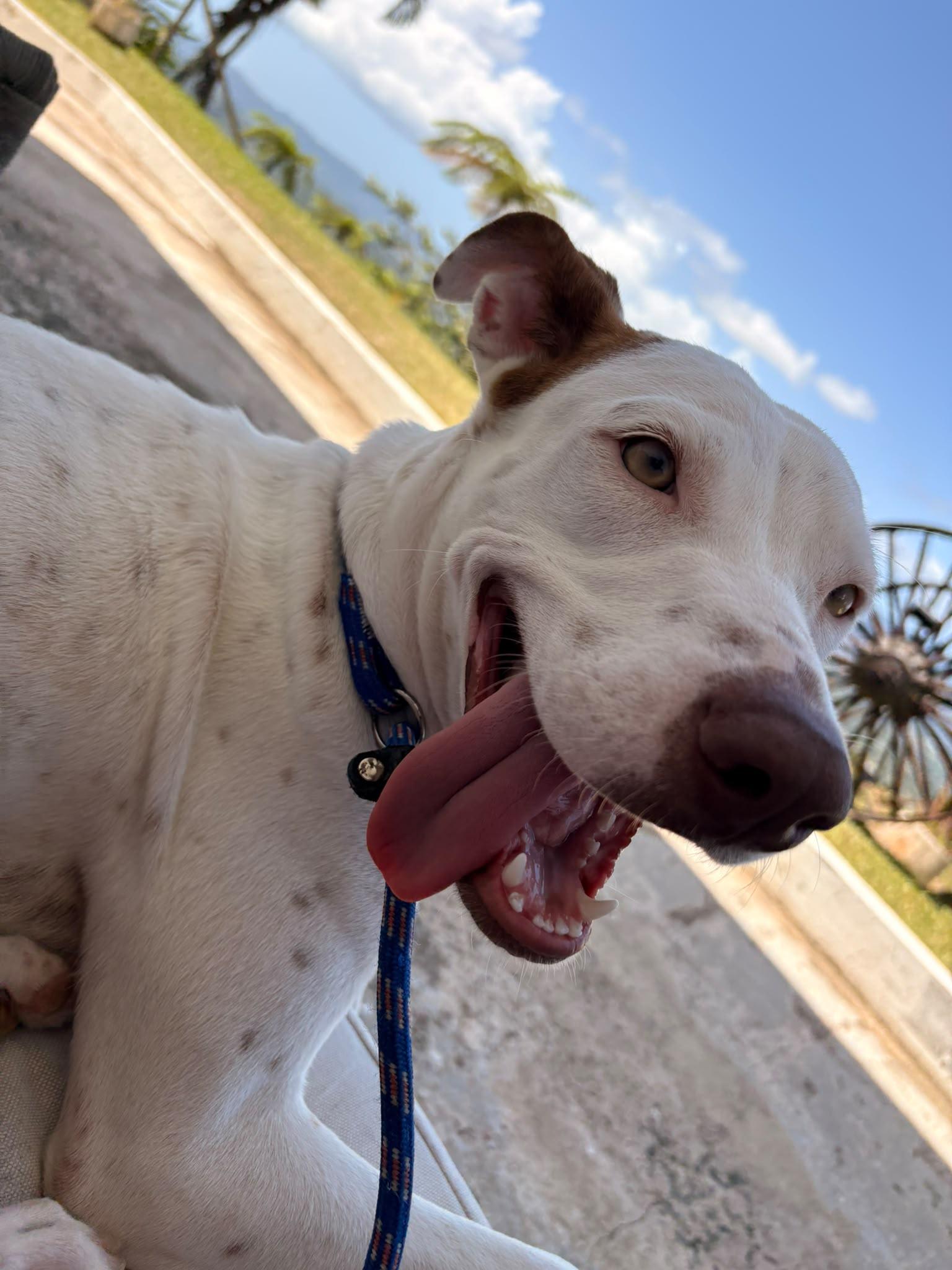 Blanca, a ADOPTABLE Mixed Breed in Morristown, NJ image 2/3
