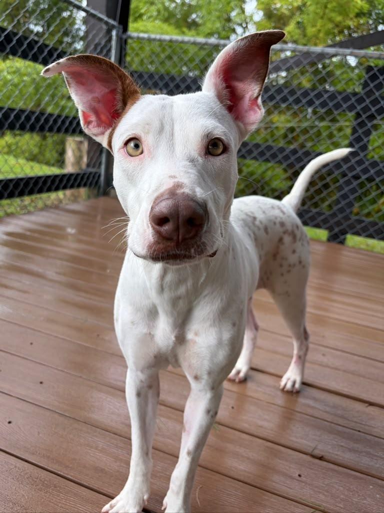 Blanca, a ADOPTABLE Mixed Breed in Morristown, NJ image 1/3