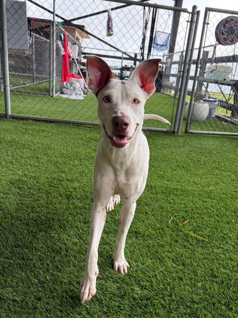 Blanca, a ADOPTABLE Mixed Breed in Morristown, NJ image 3/3