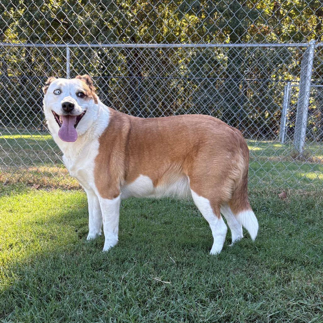 Sadie, Adoptable, Adult Female Cattle Dog & Australian Shepherd.