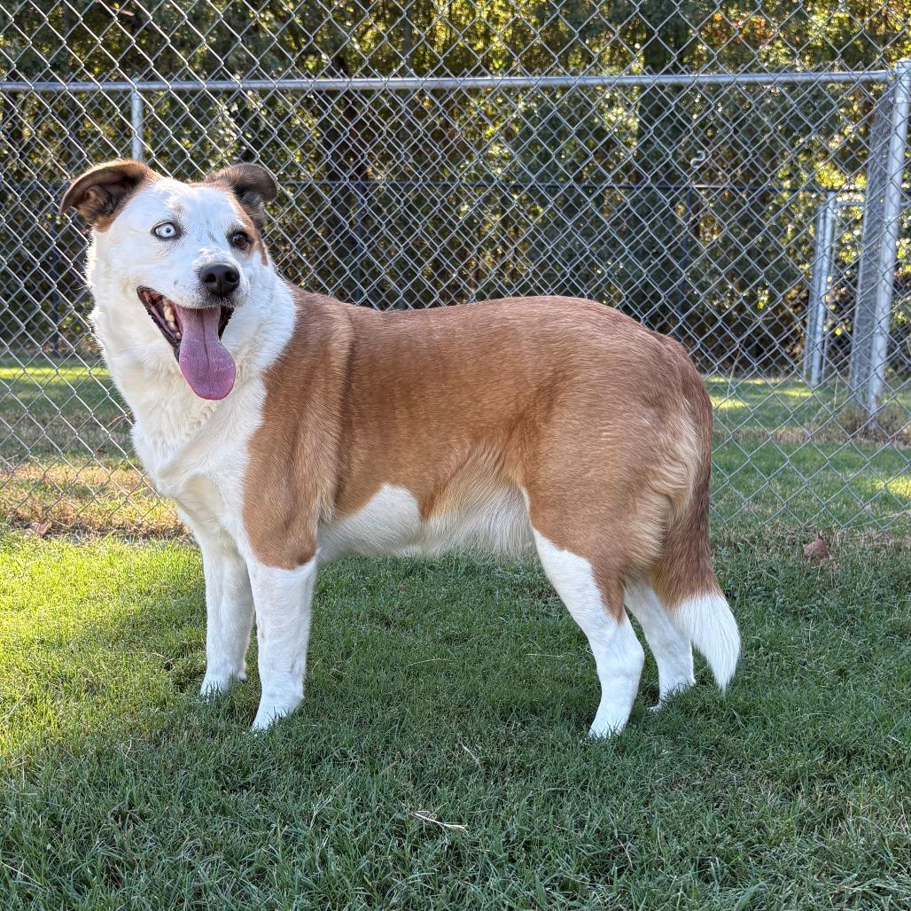 Enlarge Sadie, a Adoptable mixed breed in Cabot, AR image 2/2