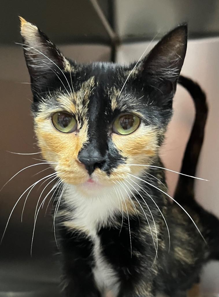 Enlarge Louisa, a Adopted mixed breed in Logan, UT image 1/1