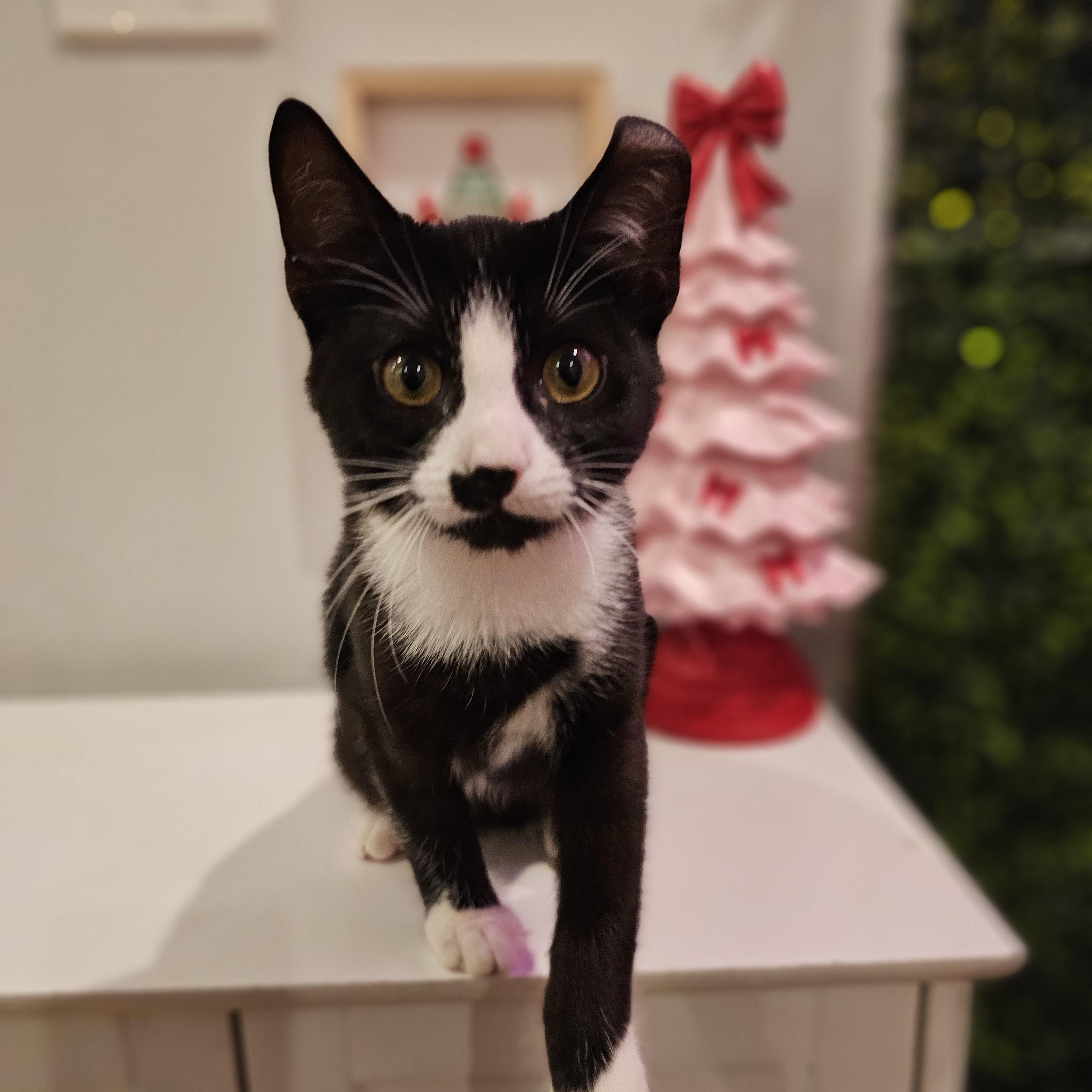 Turtle, ADOPTABLE, Kitten Male Domestic Short Hair.