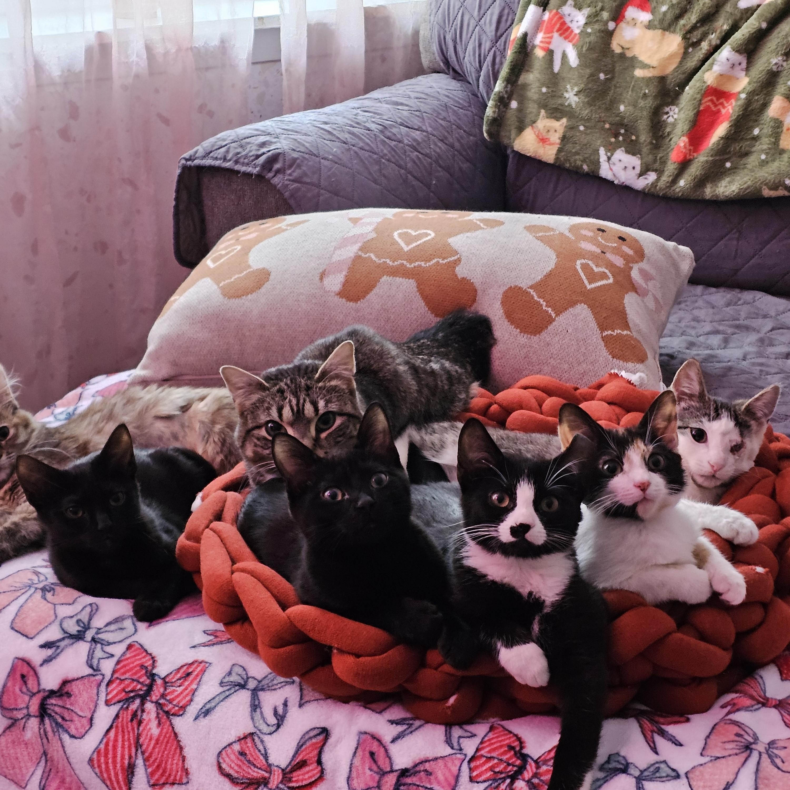 Enlarge Turtle, a ADOPTABLE Domestic Short Hair in Philadelphia, PA image 2/4