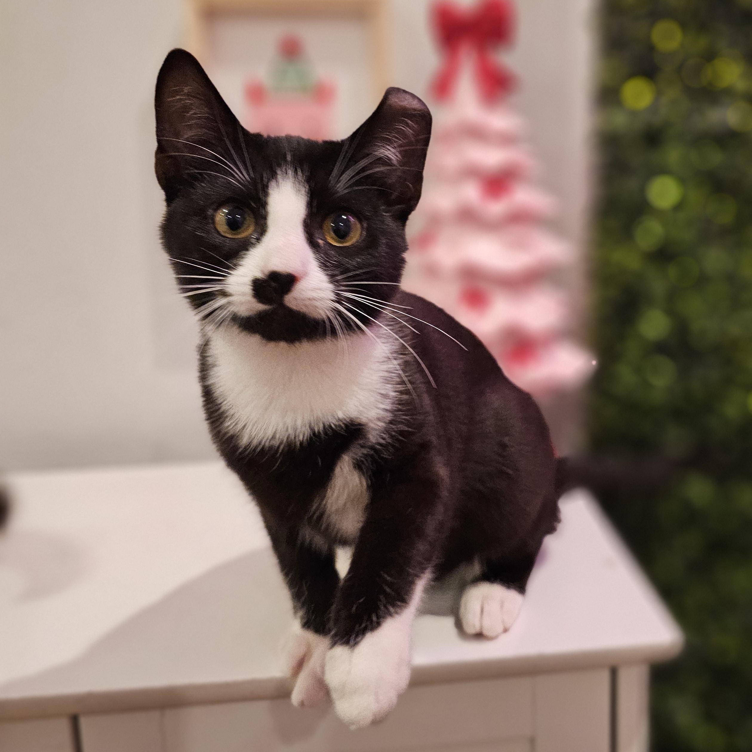 Enlarge Turtle, a ADOPTABLE Domestic Short Hair in Philadelphia, PA image 3/4