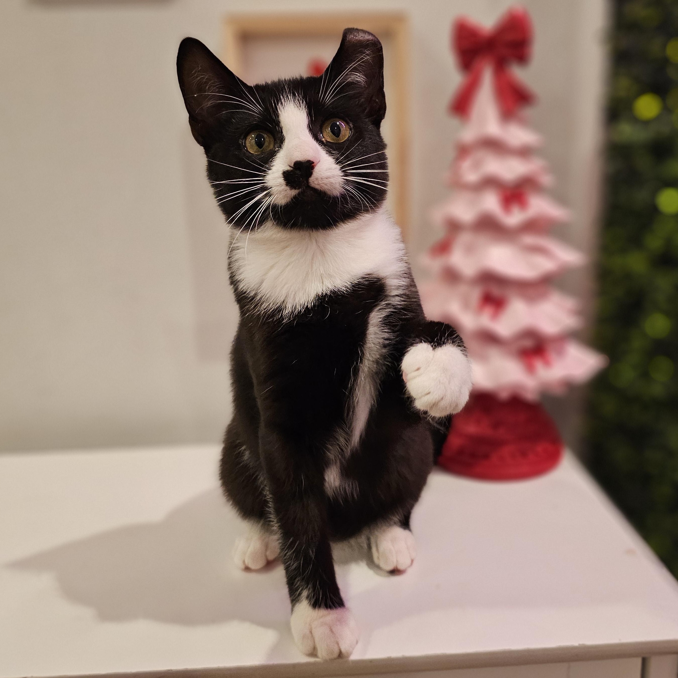 Enlarge Turtle, a ADOPTABLE Domestic Short Hair in Philadelphia, PA image 4/4