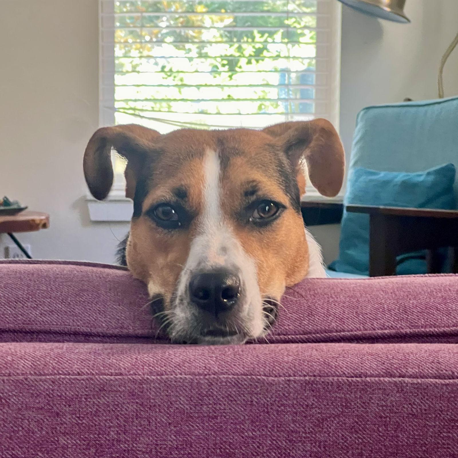 Lucky Dog, a Adopted Mixed Breed in Gainesville, FL image 2/3