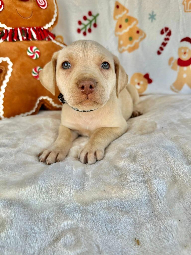 October Gentry thumbnail 5