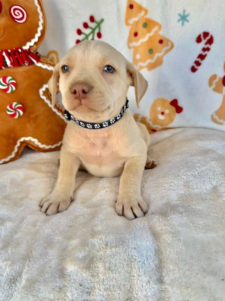 October Gentry thumbnail 7