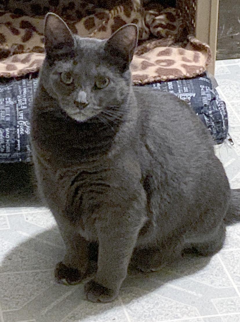 Enlarge Goose, a Adoptable Domestic Short Hair in Fair Haven, VT image 1/1