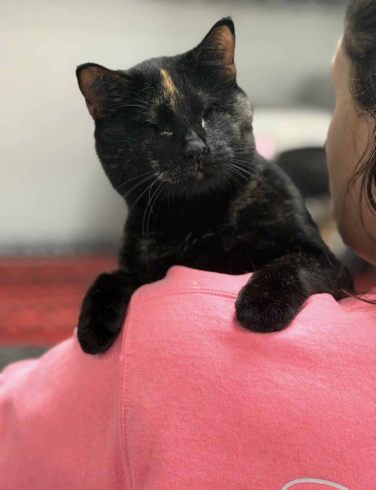 Enlarge Shelly, a ADOPTABLE Domestic Short Hair in Fertile, MN image 1/1