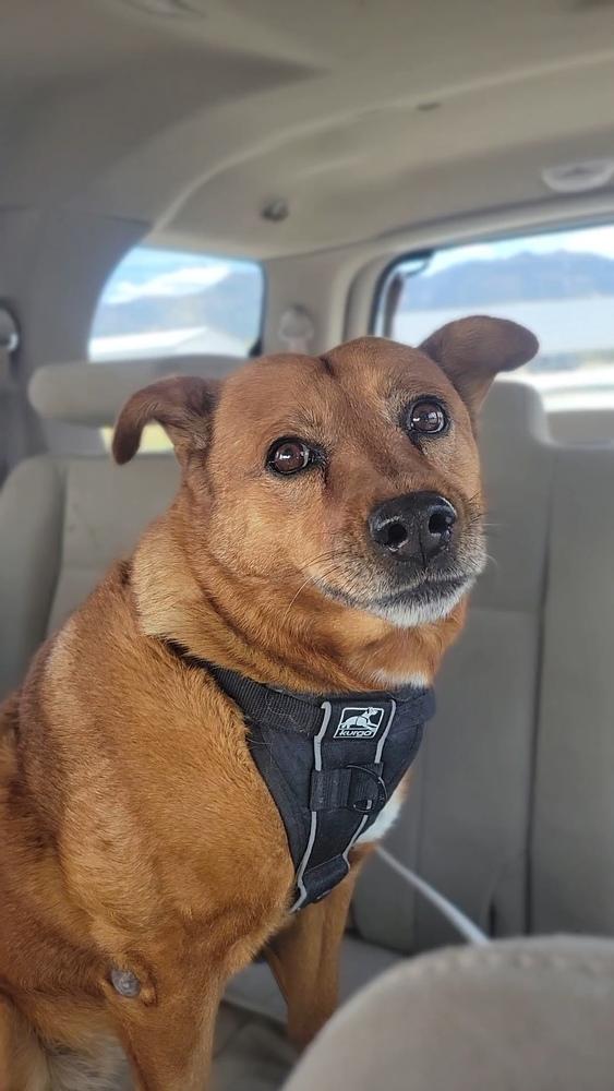 Cricket, Adoptable, Senior Female Shepherd.