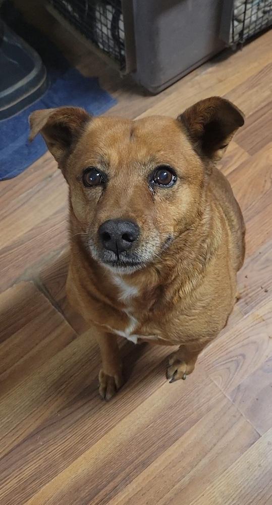 Cricket, a Adoptable mixed breed in Cortez, CO image 2/5