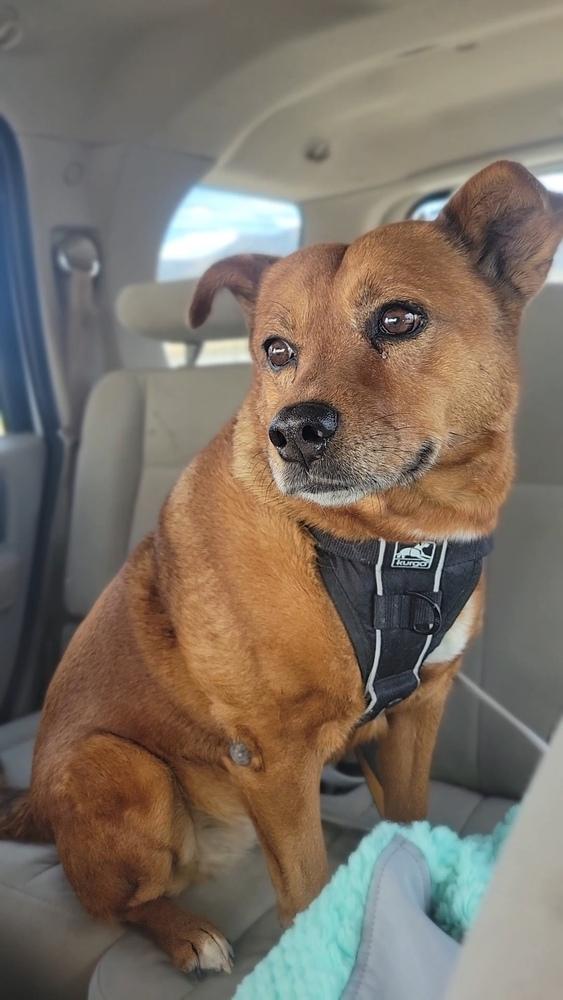 Enlarge Cricket, a Adoptable mixed breed in Cortez, CO image 2/3