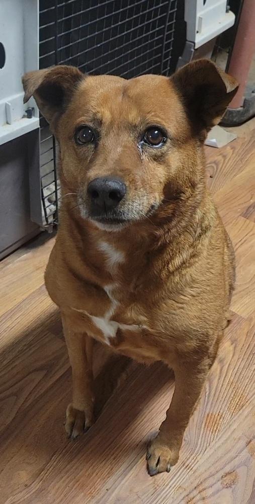 Cricket, a Adoptable mixed breed in Cortez, CO image 4/5