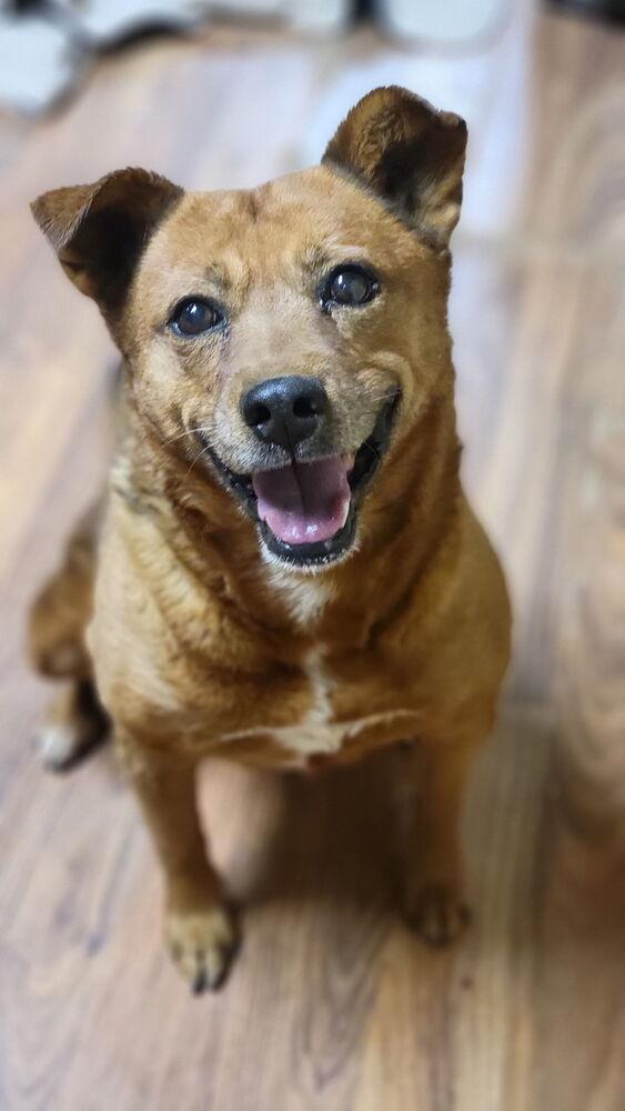 Enlarge Cricket, a Adoptable mixed breed in Cortez, CO image 6/6