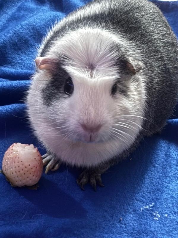 Enlarge Precious, Jessie & Bella, a ADOPTABLE Guinea Pig in Dedham, MA image 2/4