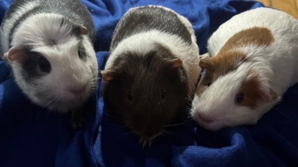 Enlarge Precious, Jessie & Bella, a ADOPTABLE Guinea Pig in Dedham, MA image 1/4