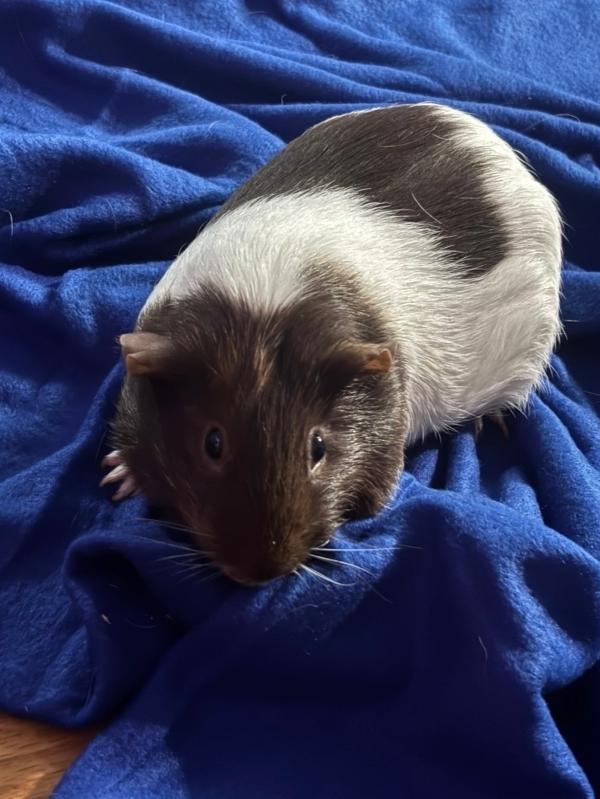 Enlarge Precious, Jessie & Bella, a ADOPTABLE Guinea Pig in Dedham, MA image 4/4