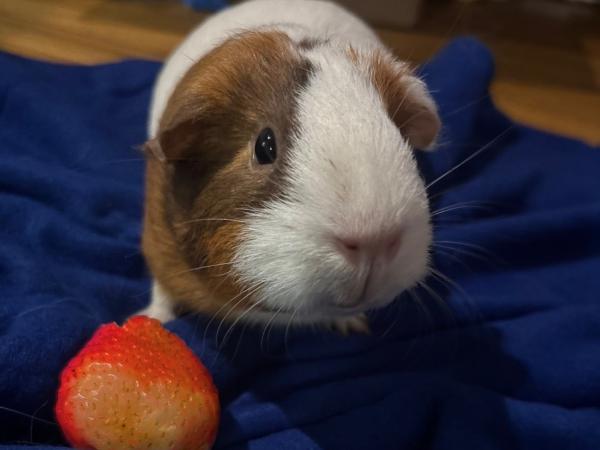 Enlarge Precious, Jessie & Bella, a ADOPTABLE Guinea Pig in Dedham, MA image 3/4