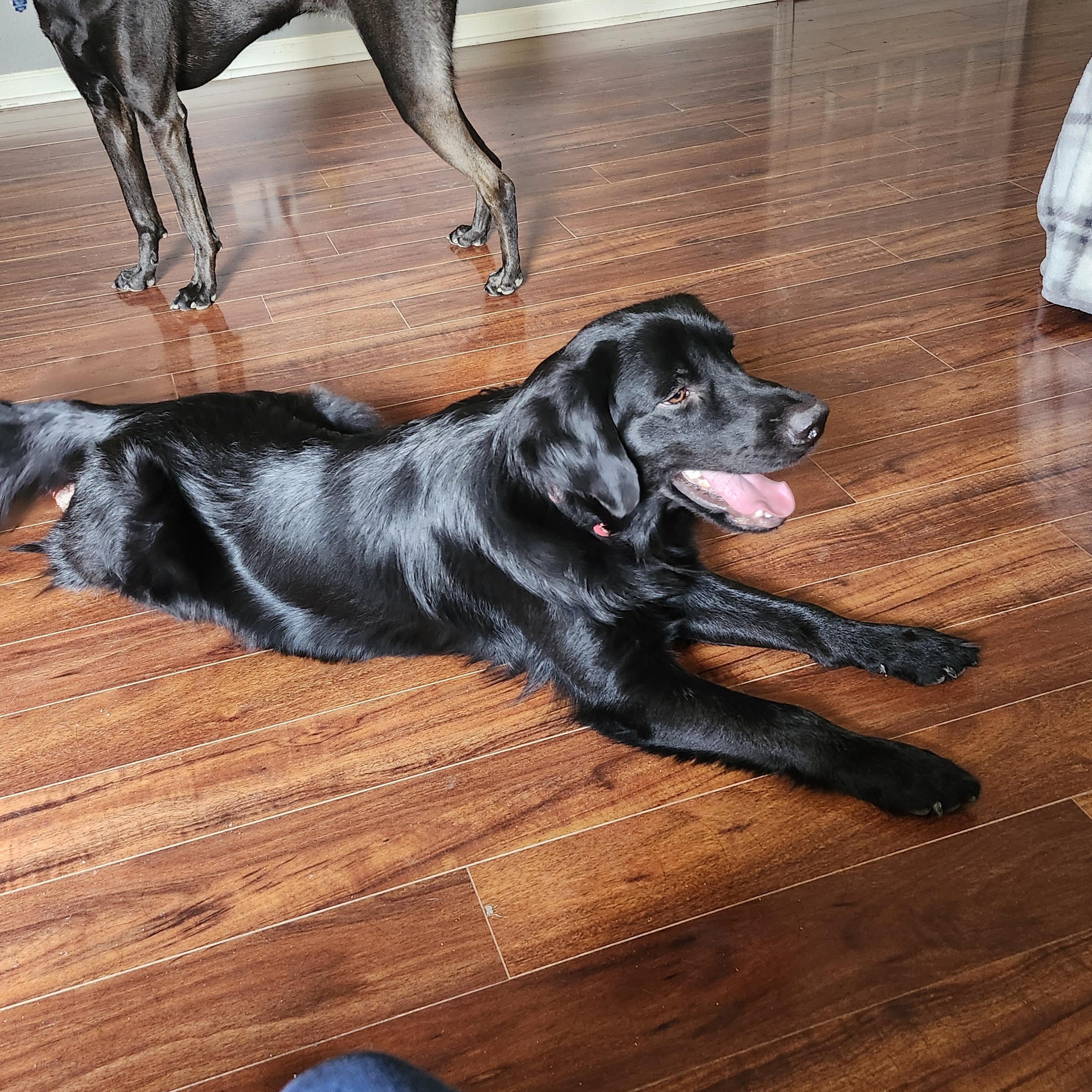 Enlarge Finnegan, a Adopted Labrador Retriever in Indianapolis, IN image 3/4