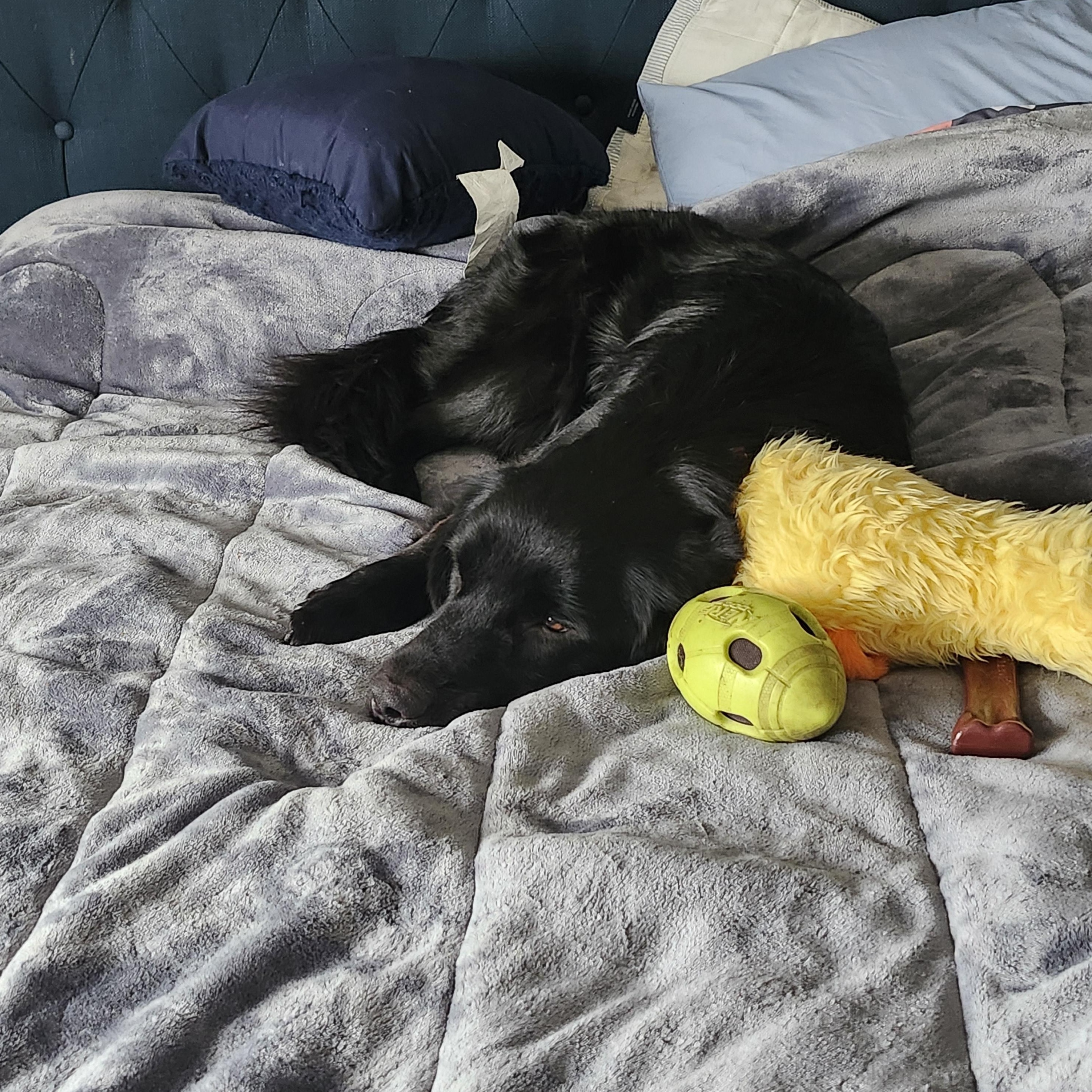 Enlarge Finnegan, a Adopted Labrador Retriever in Indianapolis, IN image 2/4