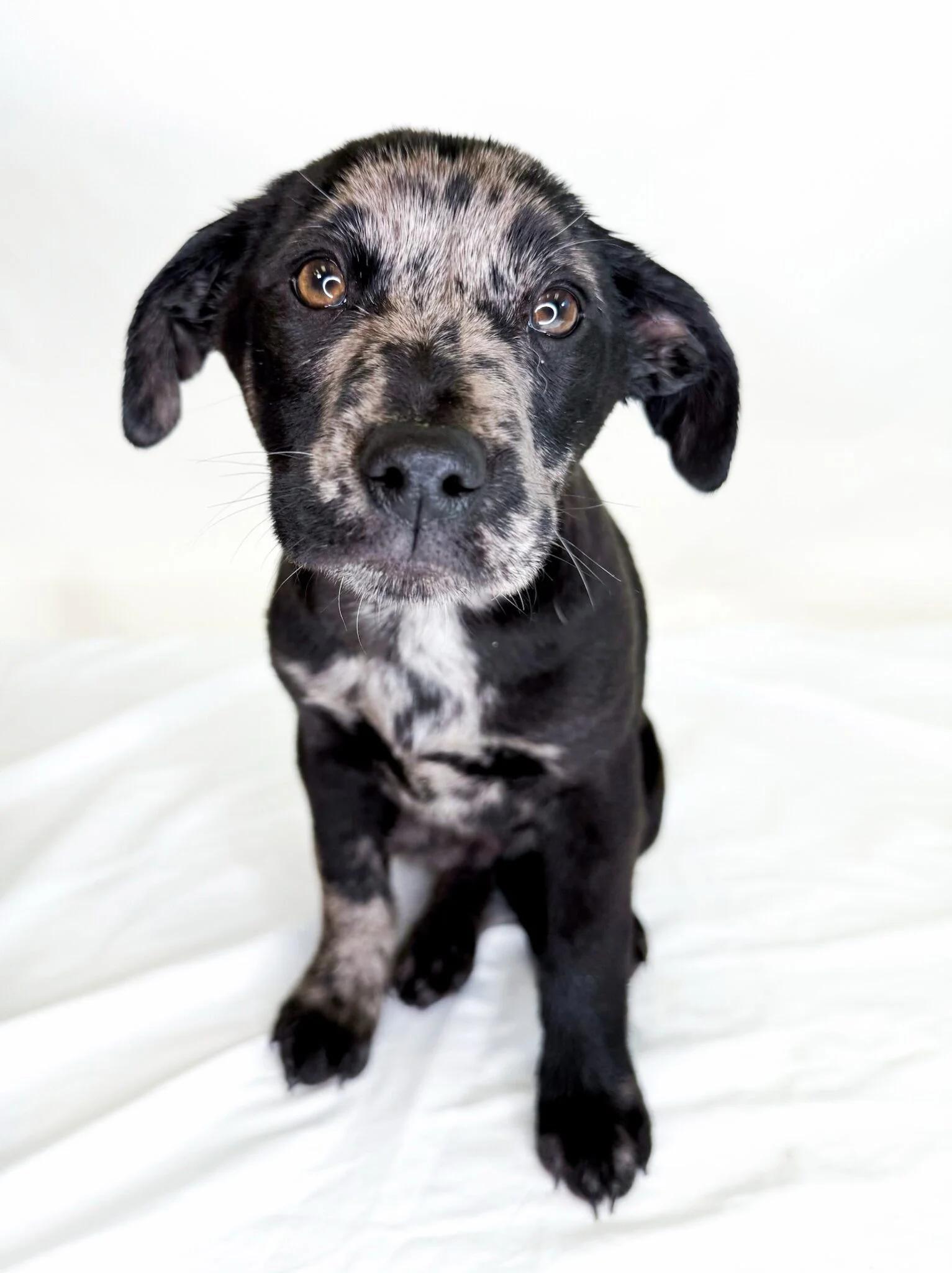 Thorin, ADOPTABLE, Puppy Male Shepherd.