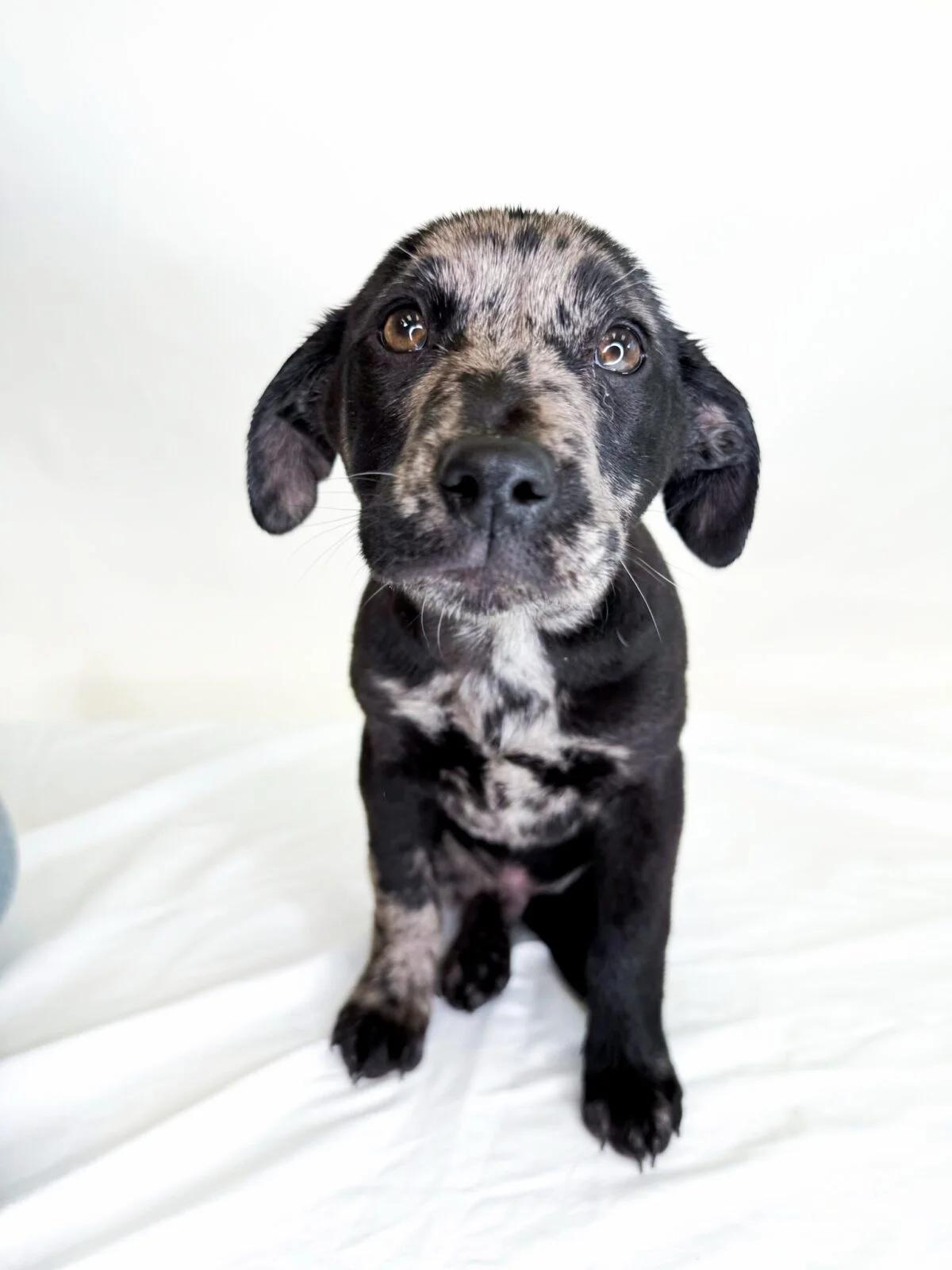Thorin, a ADOPTABLE mixed breed in Bixby, OK image 4/4