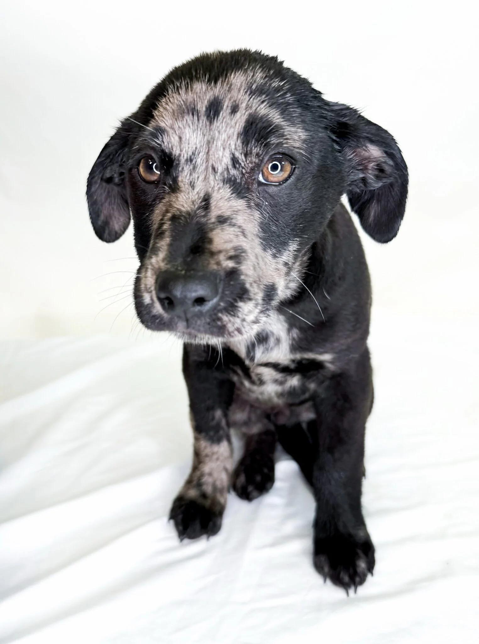 Thorin, a ADOPTABLE mixed breed in Bixby, OK image 3/4