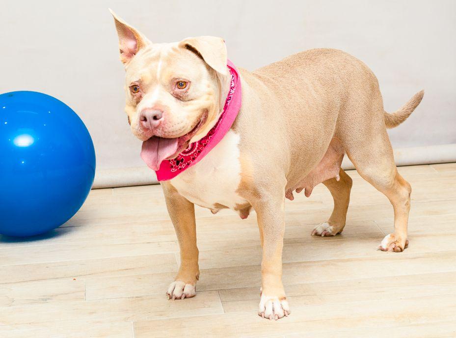 Enlarge Faith, a Adoptable mixed breed in Sanford, FL image 2/2