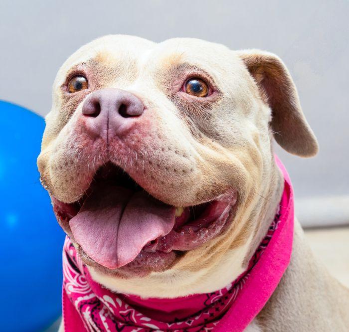 Enlarge Faith, a Adoptable mixed breed in Sanford, FL image 1/2