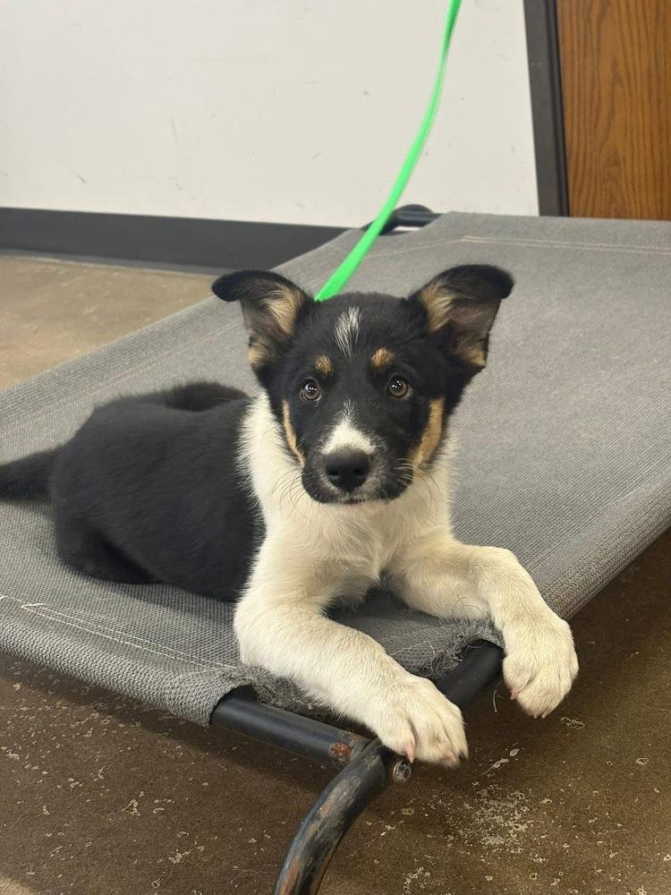 Spirit, a Adopted Border Collie in TULSA, OK image 1/3