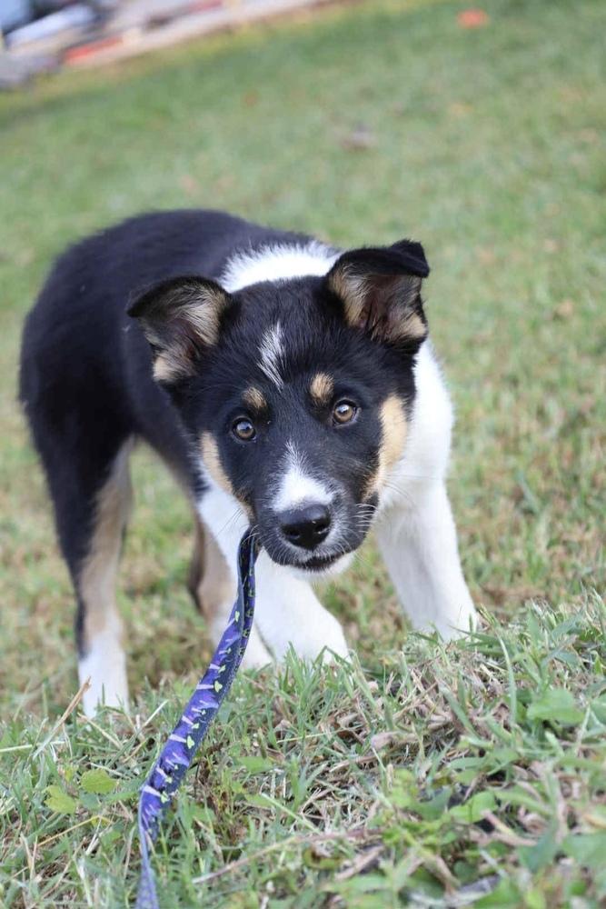 Spirit, a Adopted Border Collie in TULSA, OK image 2/3