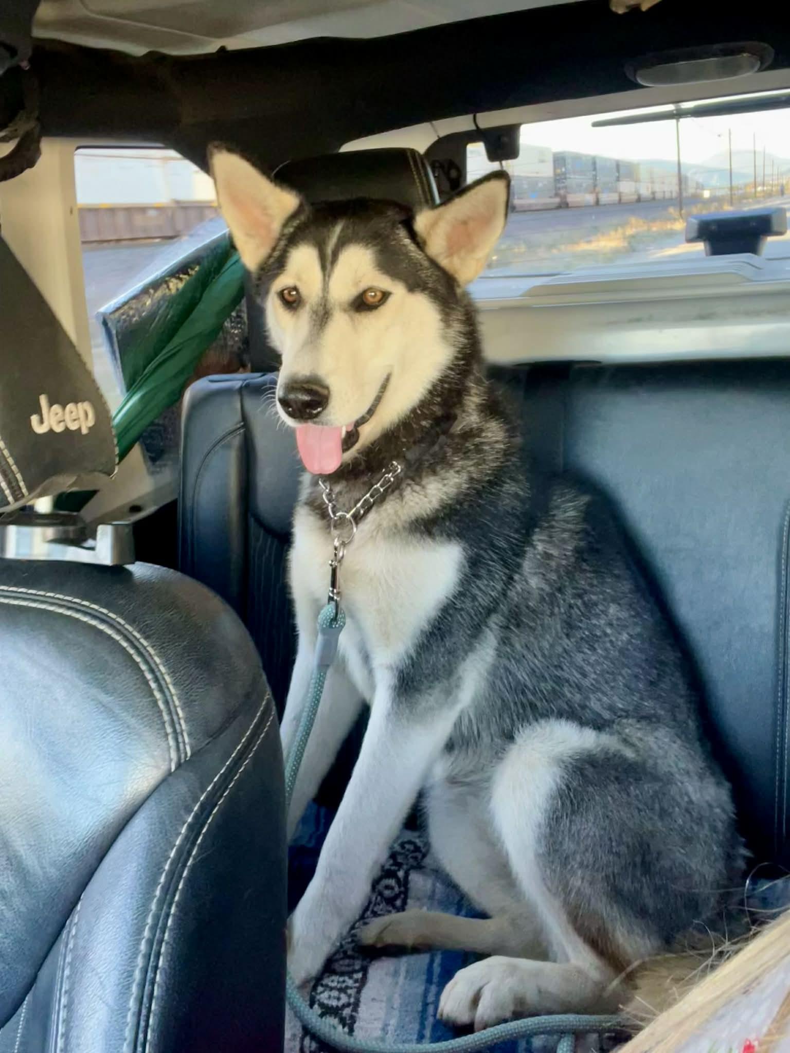 Kathy – The Husky Who Checks Every Box (and Then Shreds It for Fun), a Adoptable Siberian Husky in San Bernardino, CA image 1/5