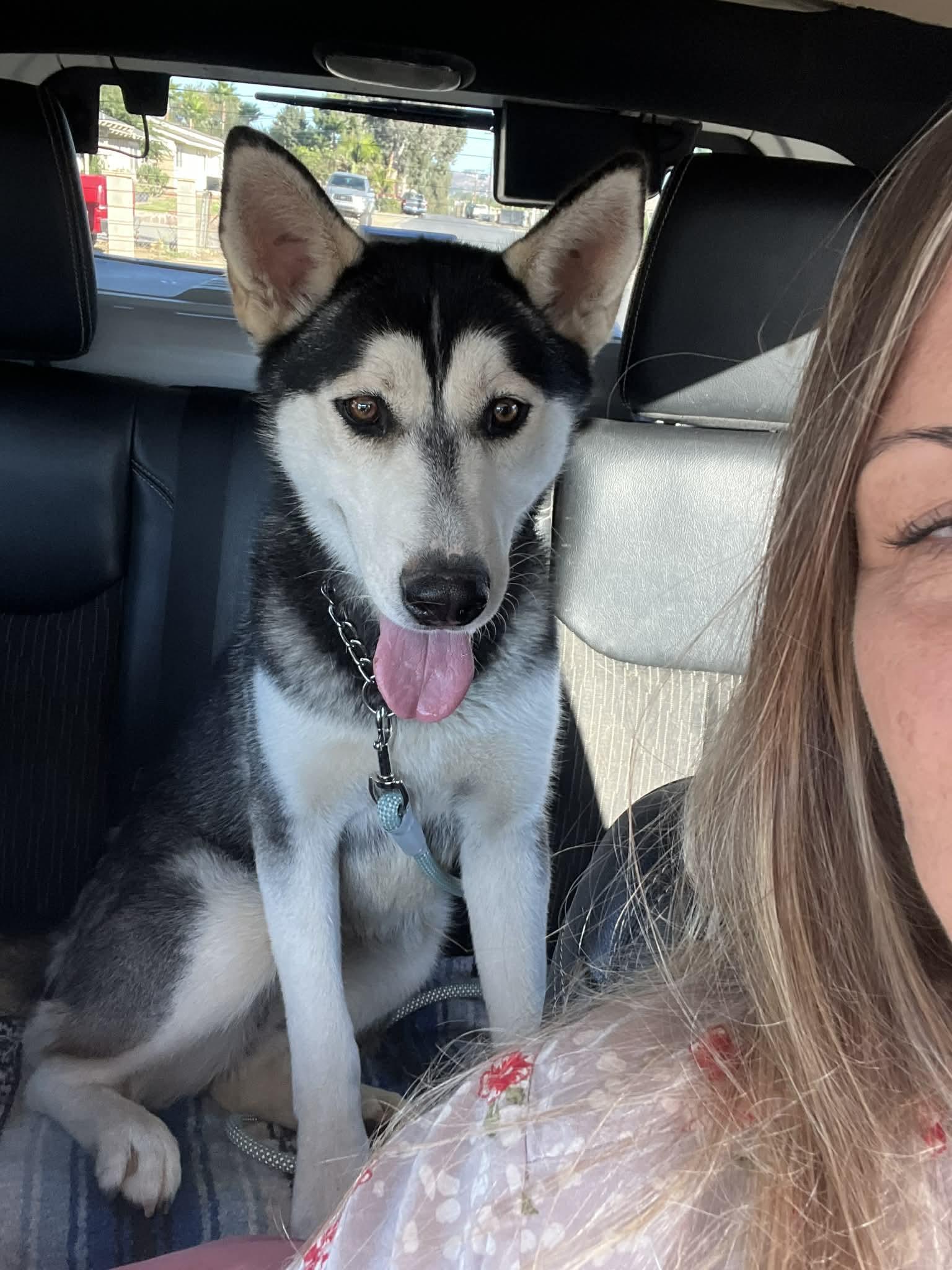 Kathy – The Husky Who Checks Every Box (and Then Shreds It for Fun), a Adoptable Siberian Husky in San Bernardino, CA image 5/5