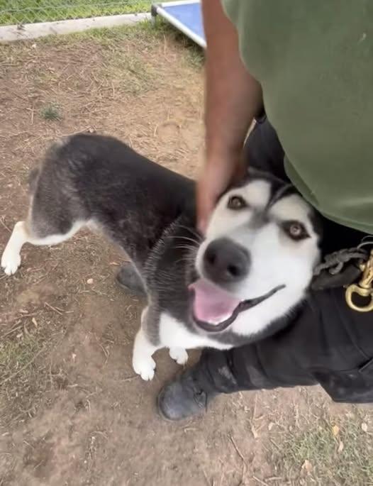 Kathy – The Husky Who Checks Every Box (and Then Shreds It for Fun), a Adoptable Siberian Husky in San Bernardino, CA image 3/5