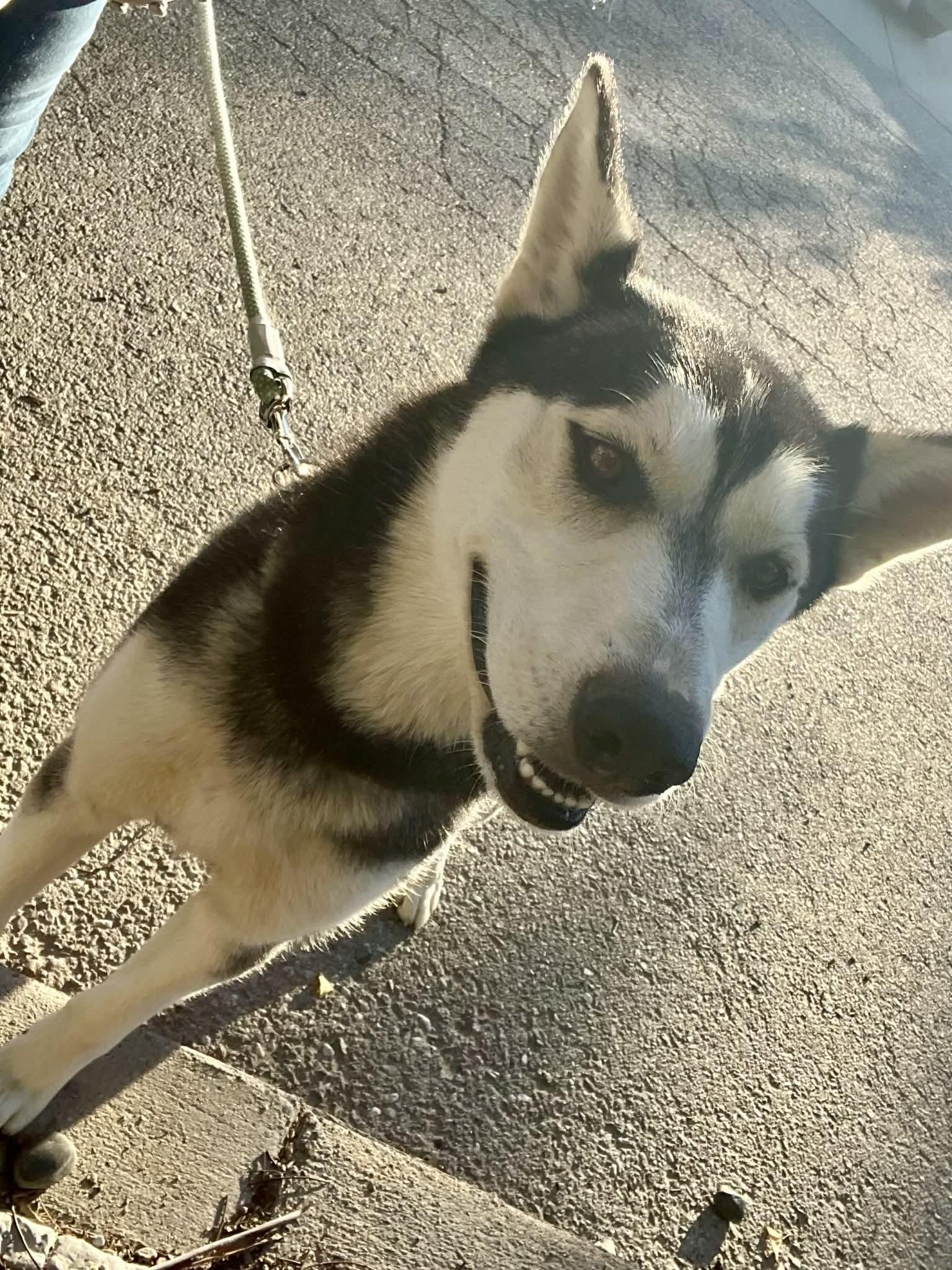 Kathy – The Husky thumbnail 4