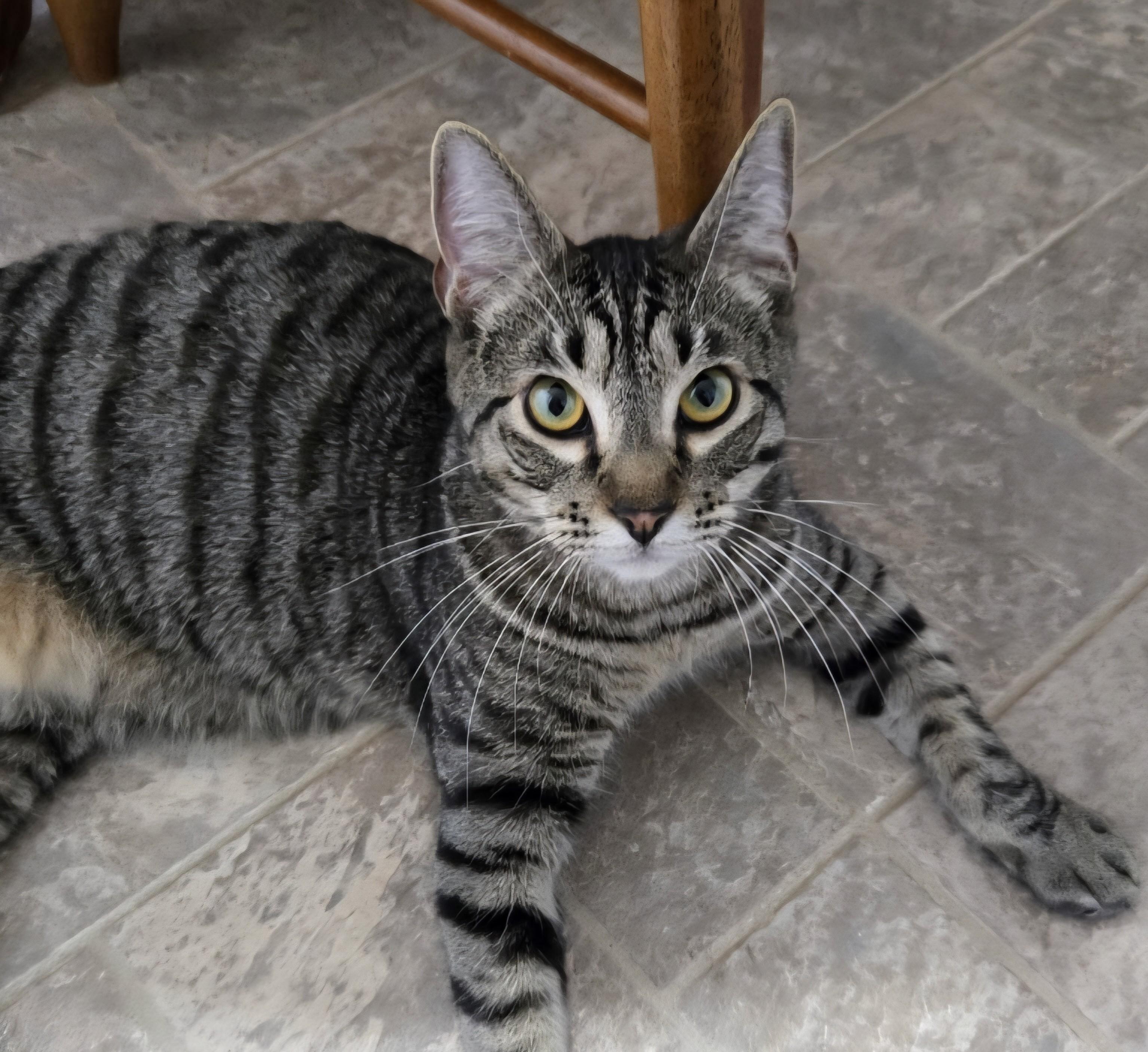 Boone C., Adoptable, Young Male Domestic Short Hair.