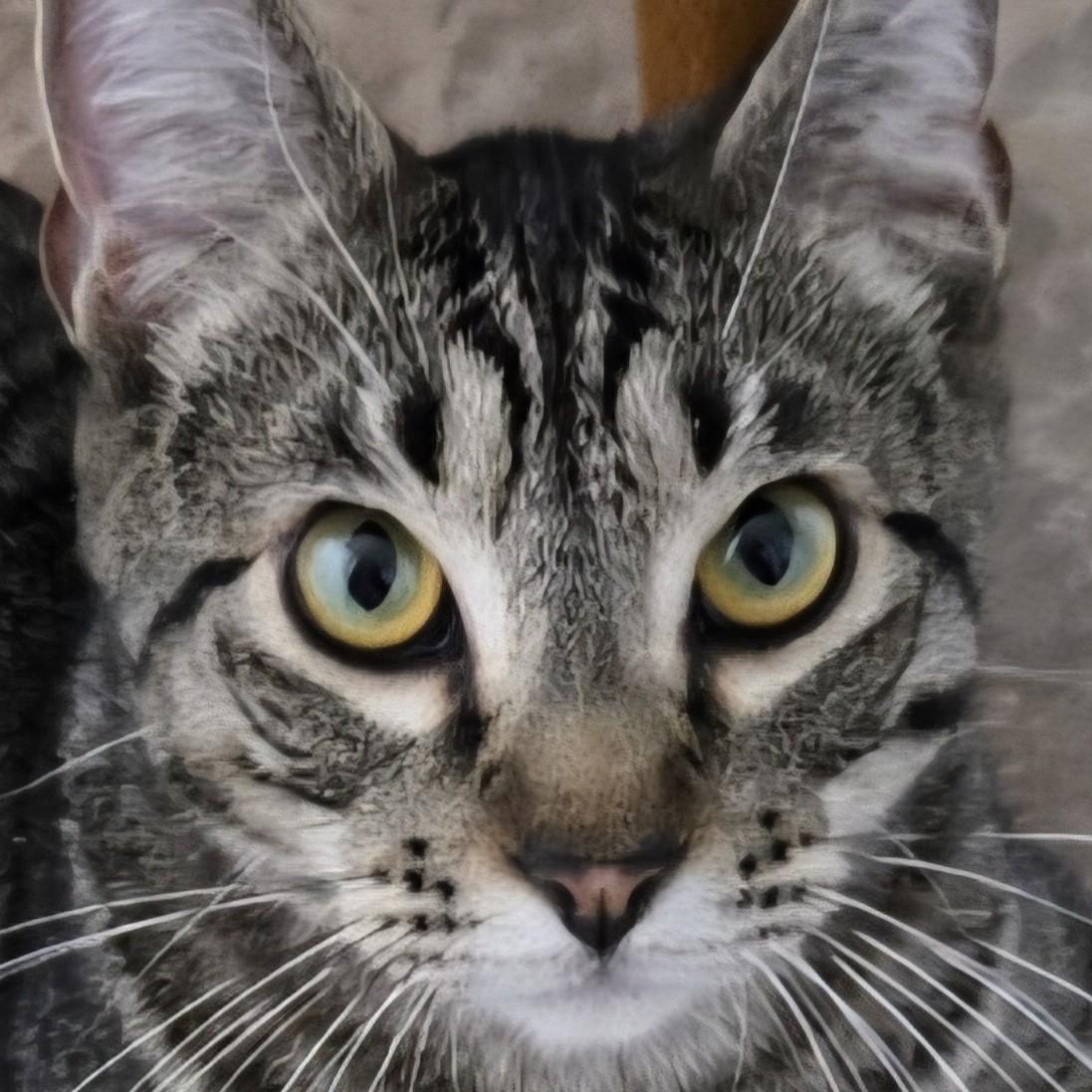 Enlarge Boone C., a Adoptable mixed breed in Buhl, ID image 3/6