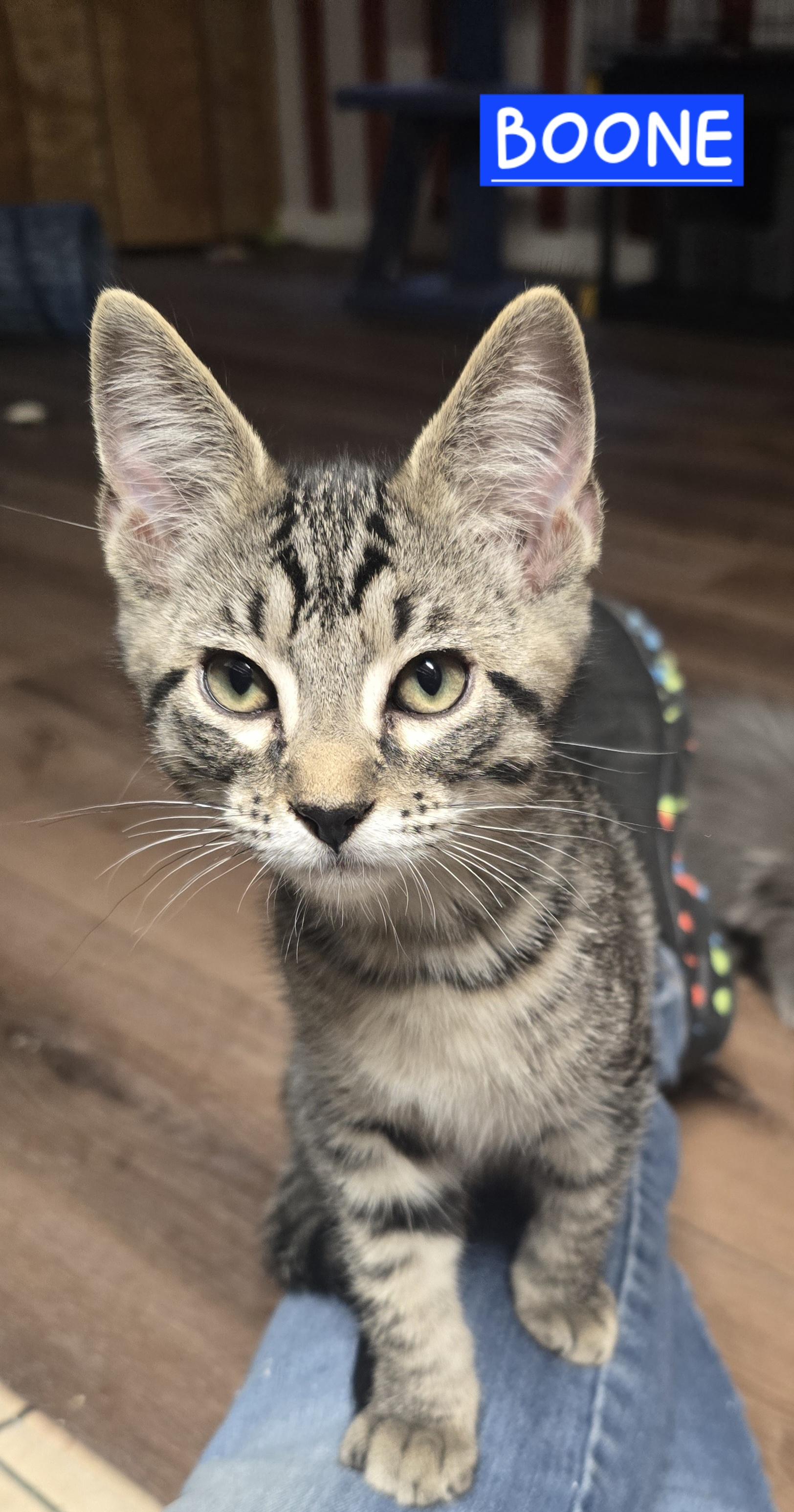 Enlarge Boone C., a Adoptable mixed breed in Buhl, ID image 5/6