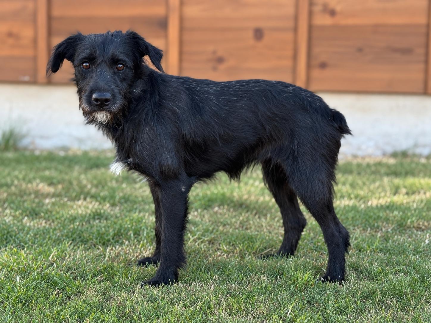 Levi, Adoptable, Adult Male Schnauzer.